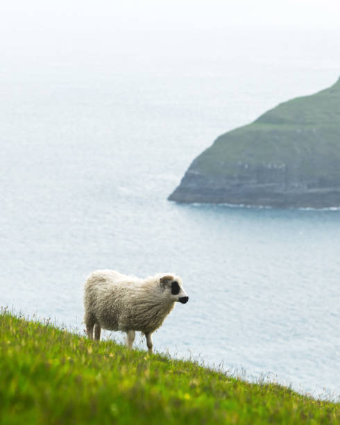 istock Morning view on the summer Faroe islands 2165695678
