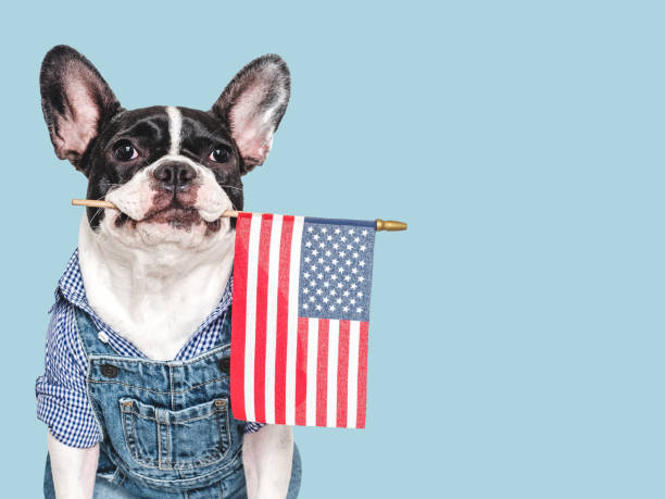 istock Cute puppy and American Flag. Studio shot 2165697078