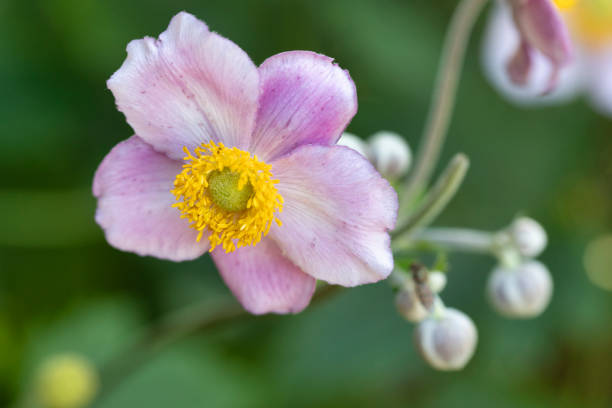 istock Anemone hupehensis 2165697651