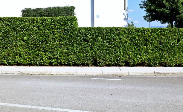 istock High privacy hedge at roadside. White plaster facade and sky on behind, concrete sidewalk and street in front. 2165698588