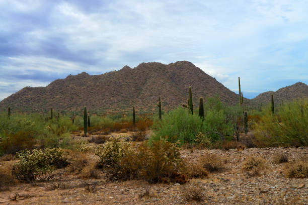 The Vast Sonora desert San Tan mountains in central Arizona USA on an early summer morning