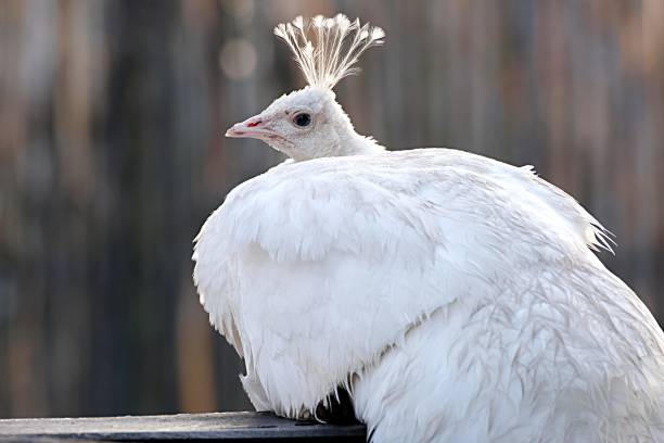 head with a crest of a white peacock on a green background.