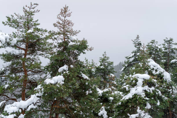 istock Snow covers trees after a winter storm 2165699560