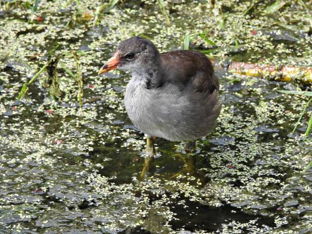 istock Common Gallinule (Gallinula galeata) - juvenile in the duckweeds 2165700070