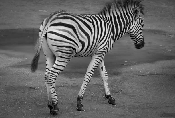 African zebra in the zoo