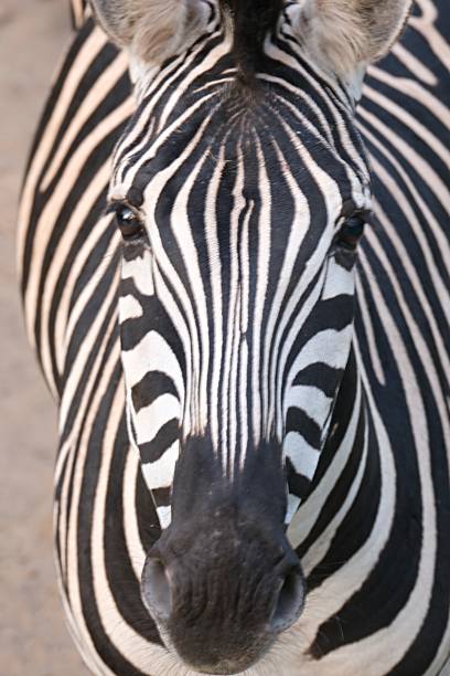 istock zebra face close-up full face vertical photo 2165700359