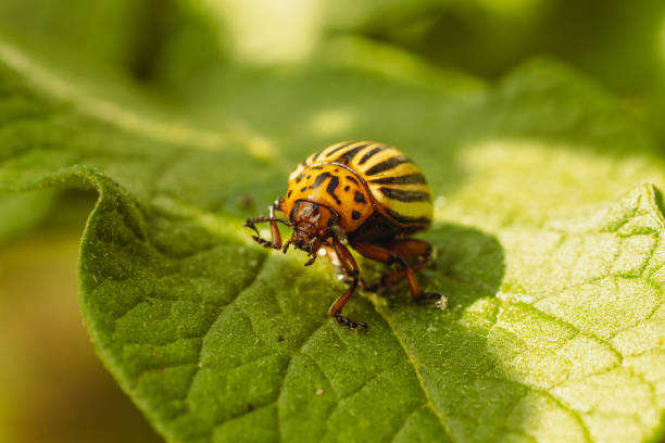 istock Colorado Potato Beetle on a Green Leaf 2165700753