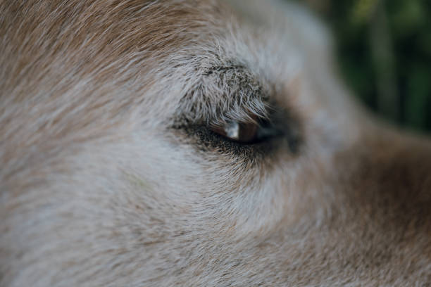 eye of a Golden Retriever