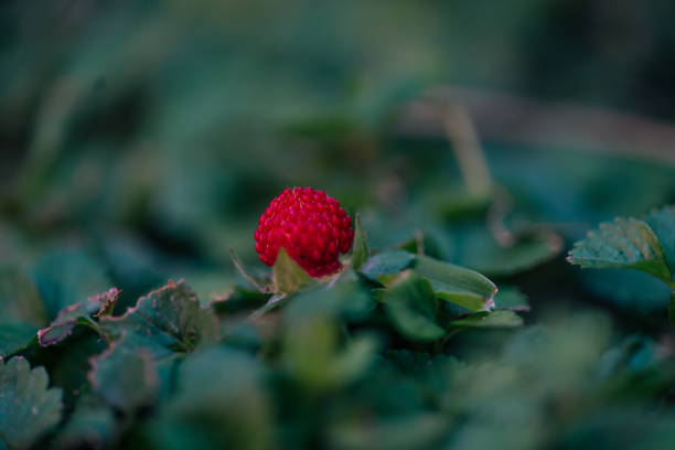 wild strawberry fruit. Macro photo