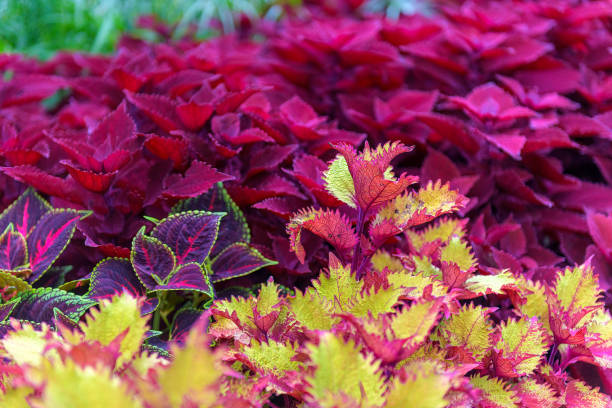 istock Coleus Plant Diverse Leaves 2165702174