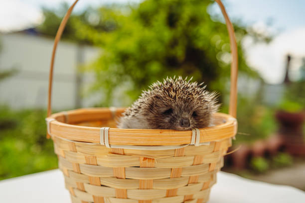 A Sleepy Hedgehog Snuggles In A Woven Basket On A Sunny Day.