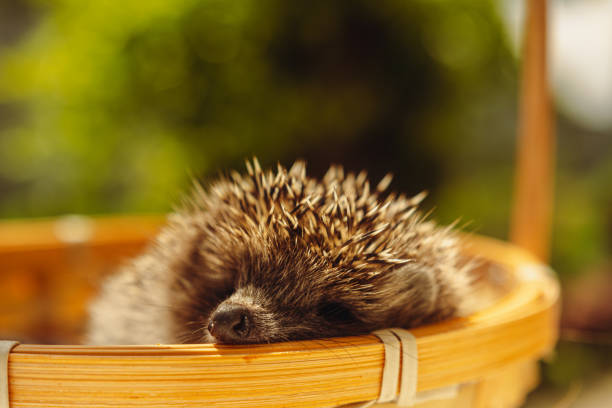 A Sleepy Hedgehog Snuggles In A Woven Basket On A Sunny Day.