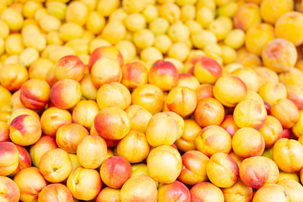 A pile of yellow and red peaches
