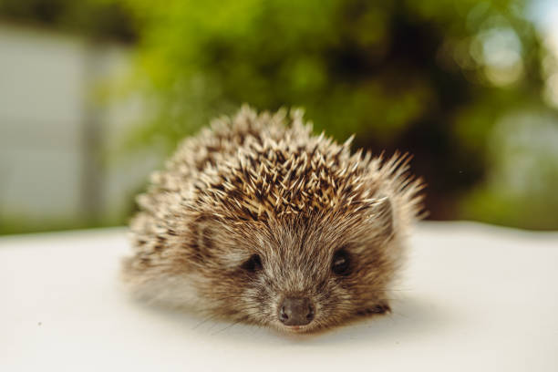 A Tiny Hedgehog Rests in the Summer Sun.