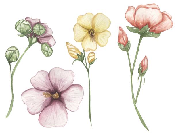 istock Watercolor malva flower illustration set, meadow flowers clipart 2165707389
