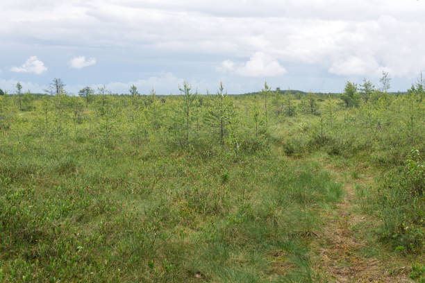 istock large grassy fen landscape with crooked trees 2165707751