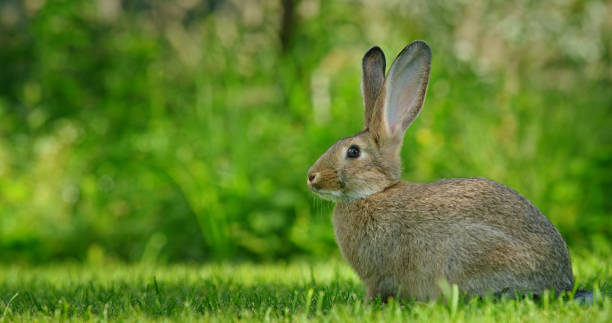 istock A cute gray rabbit on green grass on a warm summer day. 2165712852