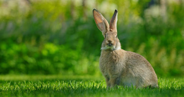 istock A cute rabbit sits on a lush green meadow, its soft fur and long ears creating a charming portrait of this adorable animal in its natural environment. 2165713192