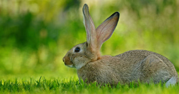 istock A picturesque meadow with a small rabbit on a clear sunny day. 2165713754