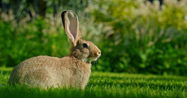 istock A cute gray rabbit on green grass on a warm summer day. 2165714152