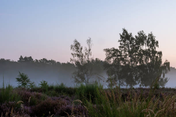 istock Heath landscape with ground fog just before sunrise 2165715843