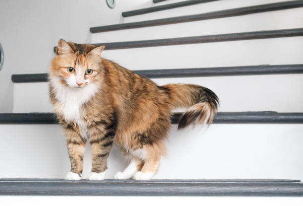 istock Curious cat standing in staircase and looking at something with interest. 2165716004