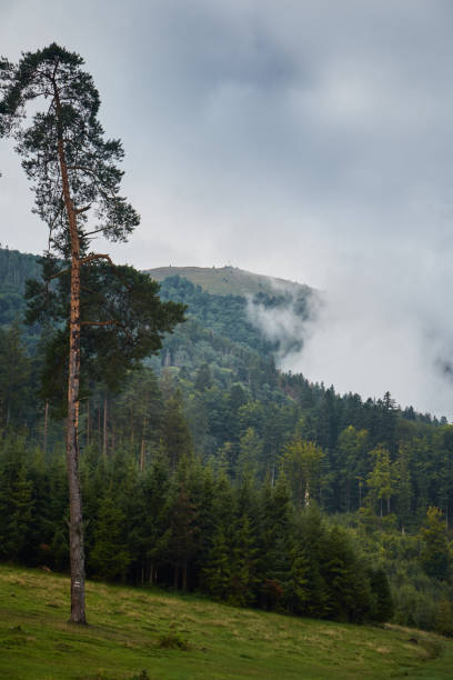 istock Majestic Mist-Covered Mountains Surrounded by Towering Pine Trees in Early Morning Light. Borzhava range. Carpathian mountains, Ukraine 2165721546