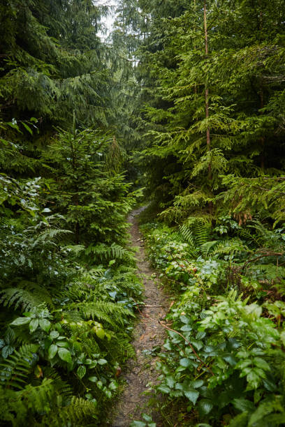 istock Lush Green Path Through Dense Forest Vegetation in Late Afternoon Light. Borzhava range during summer. Carpathian mountains, Ukraine 2165721585