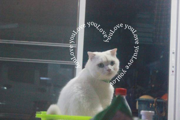 my lovely cat.