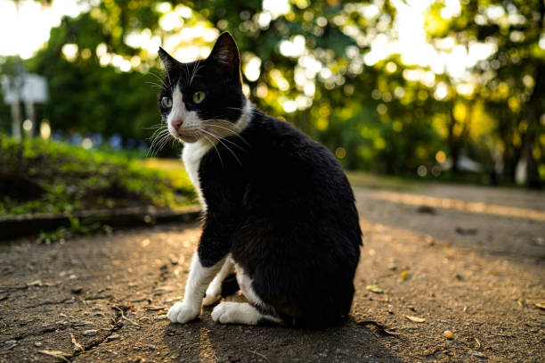 Cat in a park in the late afternoon