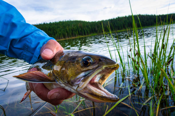 istock Catch and Release Trout Fly Fishing 2165723461