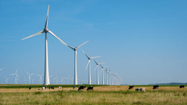 istock Windmill Park in the Netherlands With Grazing Cows Under a Bright Blue Sky 2165724262