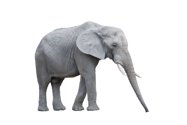 istock African elephant isolated on white background with clipping path 2165724506
