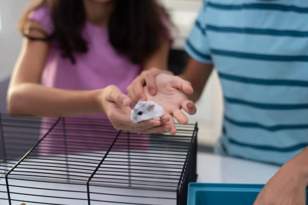 black rat sits in cage on a white background care about pet