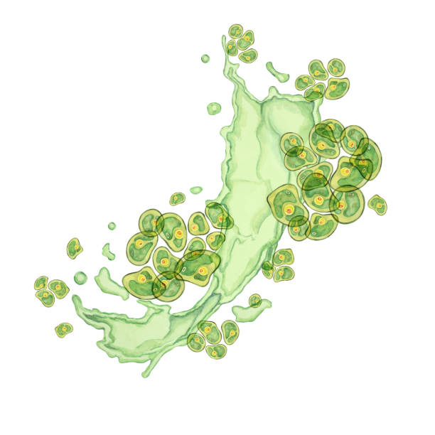 istock Green algae watercolor clipart showcasing Chlorella clusters in a fluid motion design. Sea superfood for Use in educational materials, product packaging 2165725687