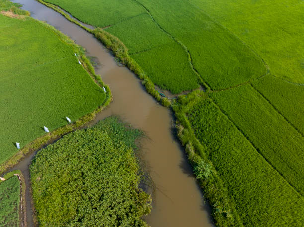 istock small canal flowing through green rice fields, Central Vietnam 2165726117