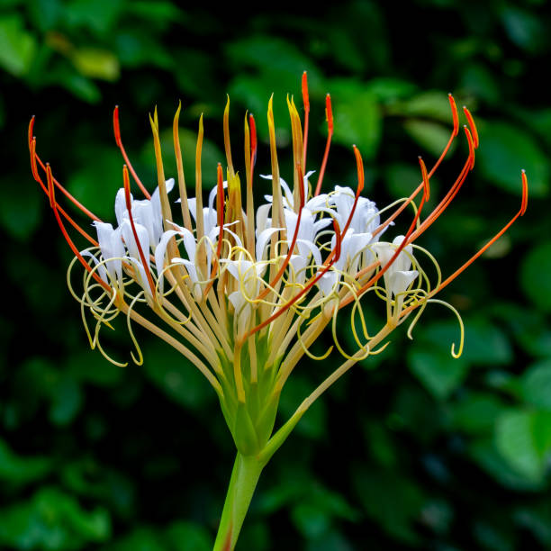 Plant growing cultivated in the Netherlands