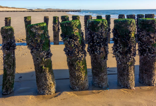 Schiermonnikoog is part of the Frisian Wadden Islands and is known for its beautiful natural scenery, including sandy beaches, rolling dunes, and lush wetlands.