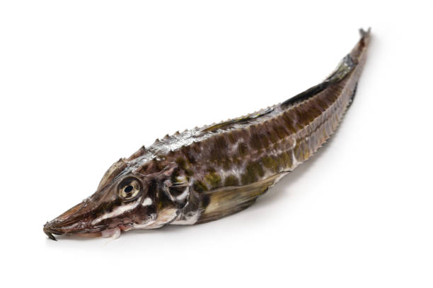 istock Hakkaku (sailfin poacher), Japanese fish 2165727553