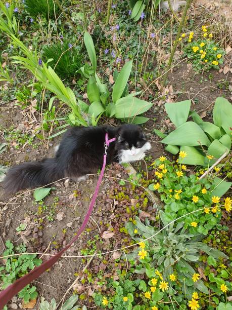 istock Black and white cat in a grass 2165727804