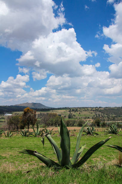 Giant succulent growing in meadow, Nanacamilpa, Tlaxcala