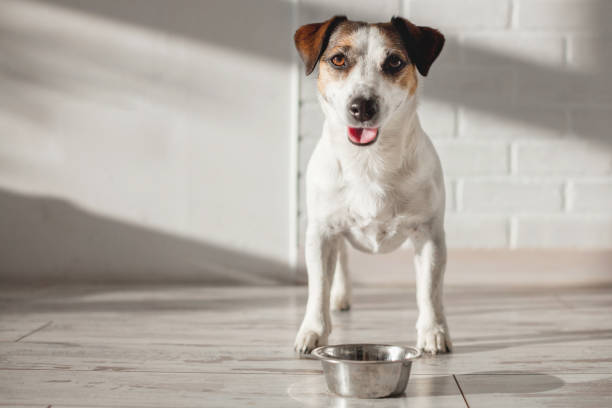 istock Cute dog eating food from bowl 2165729475