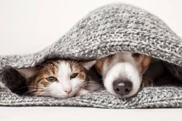 istock Cat and dog lying together on gray blanket 2165729477