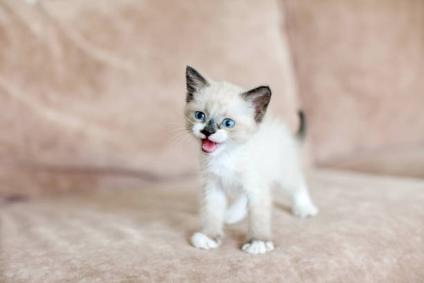 Little Cat on sofa at home. Cut kitten meows