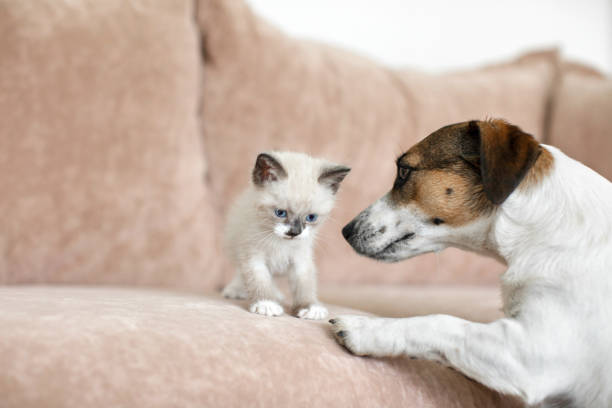 istock Cat and dog playing  together at home 2165729485