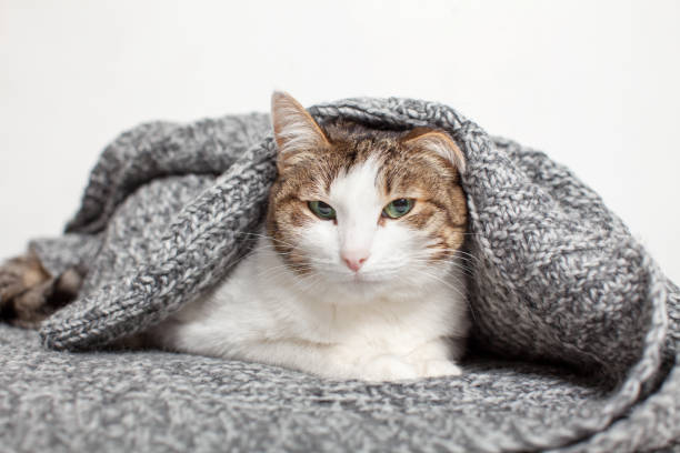 istock Cat Lying in gray knitted blanket 2165729486