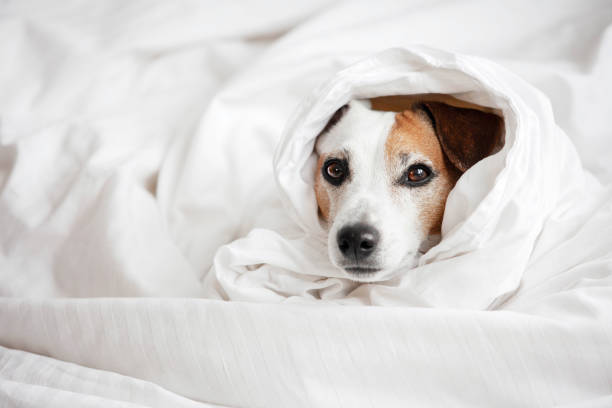 istock Sad Dog got Sick and is lying in bed 2165729498