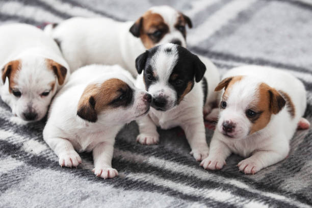 istock Group of Newborn Puppies lying on blanket 2165729510
