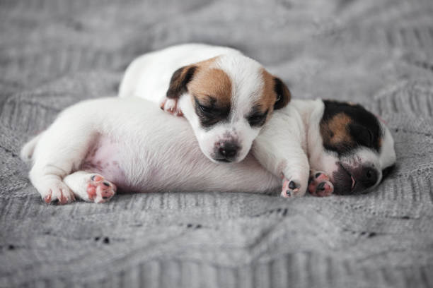istock Newborn Puppy is lying on white blanket 2165729512