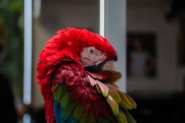 istock The red macaw parrot sleeps with its beak tucked under its wing 2165730005